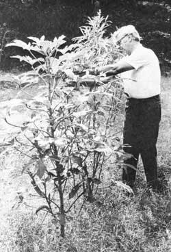 
Roscoe Walker of Atlanta, Georgia harvests okra from giant plants in his “no hard work” garden. 
